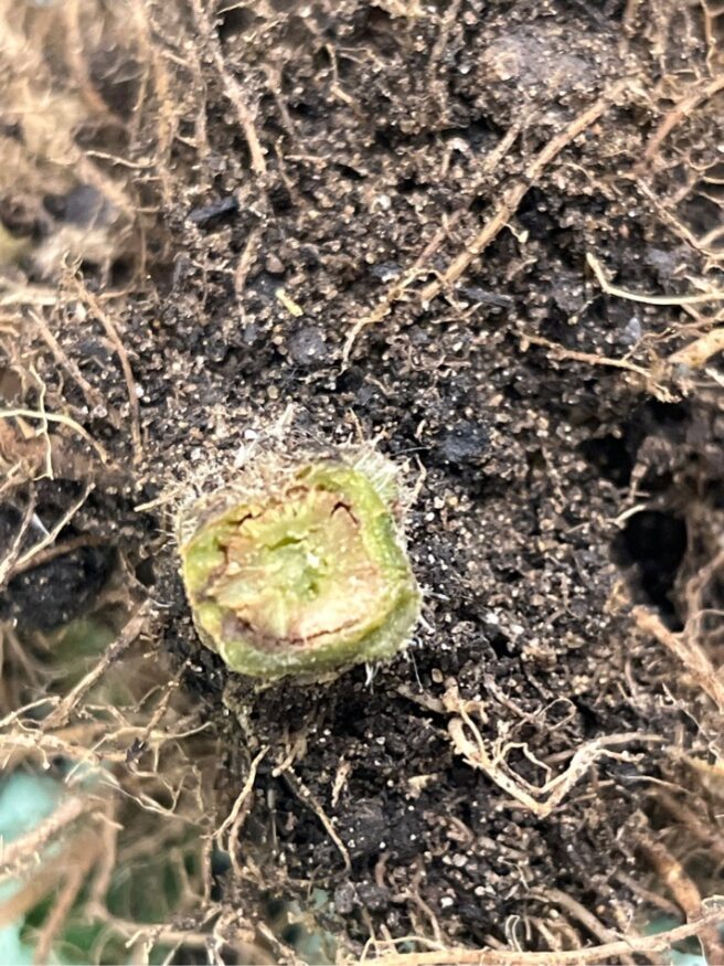 Vascular discoloration of a tomato plant.